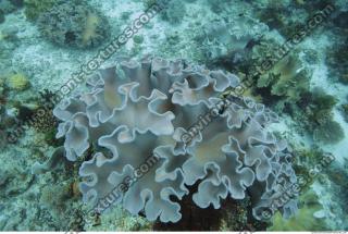 Corals 0045